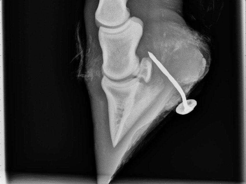 x-ray of horses hoof with nail