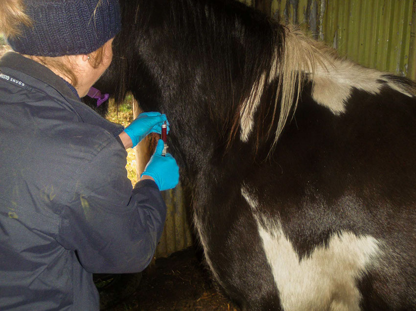 vet taking bloods from horse
