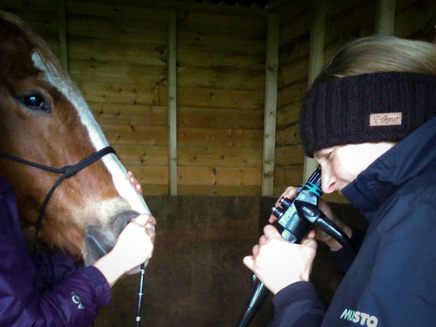 vwt using microscope camera to look up horses nose
