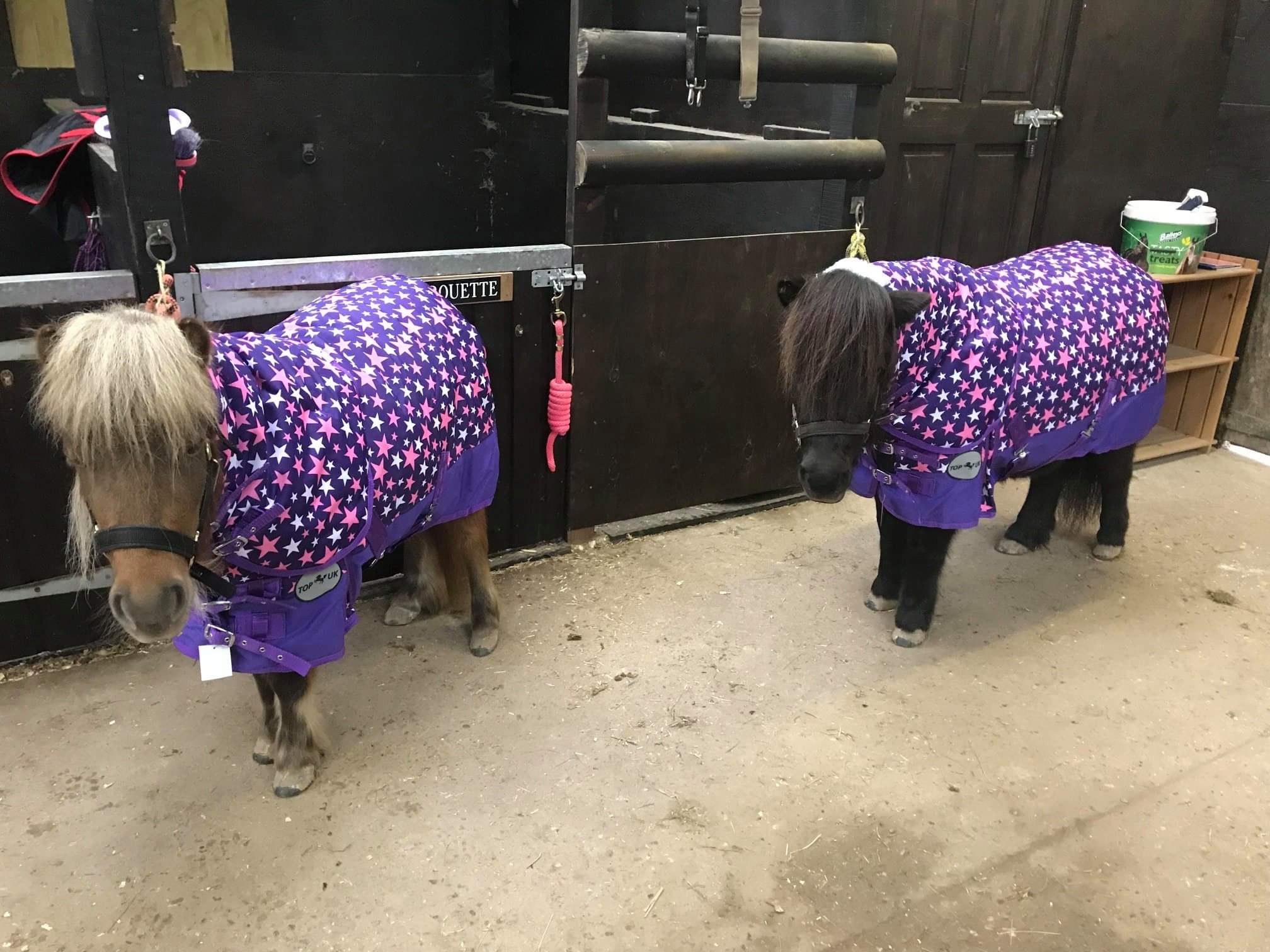 Two ponies in rugs